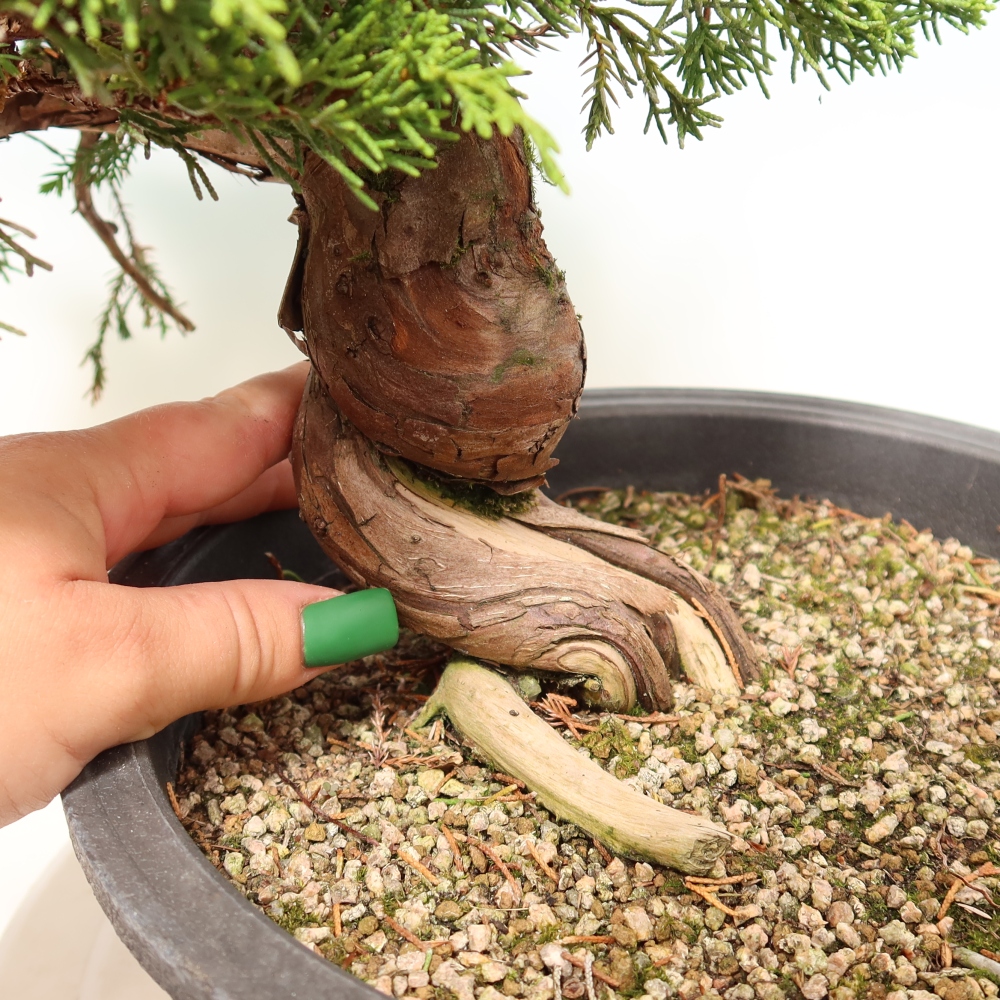 Bonsai voor buiten - Juniperus chinensis Itoigawa-Juniperus chinensis