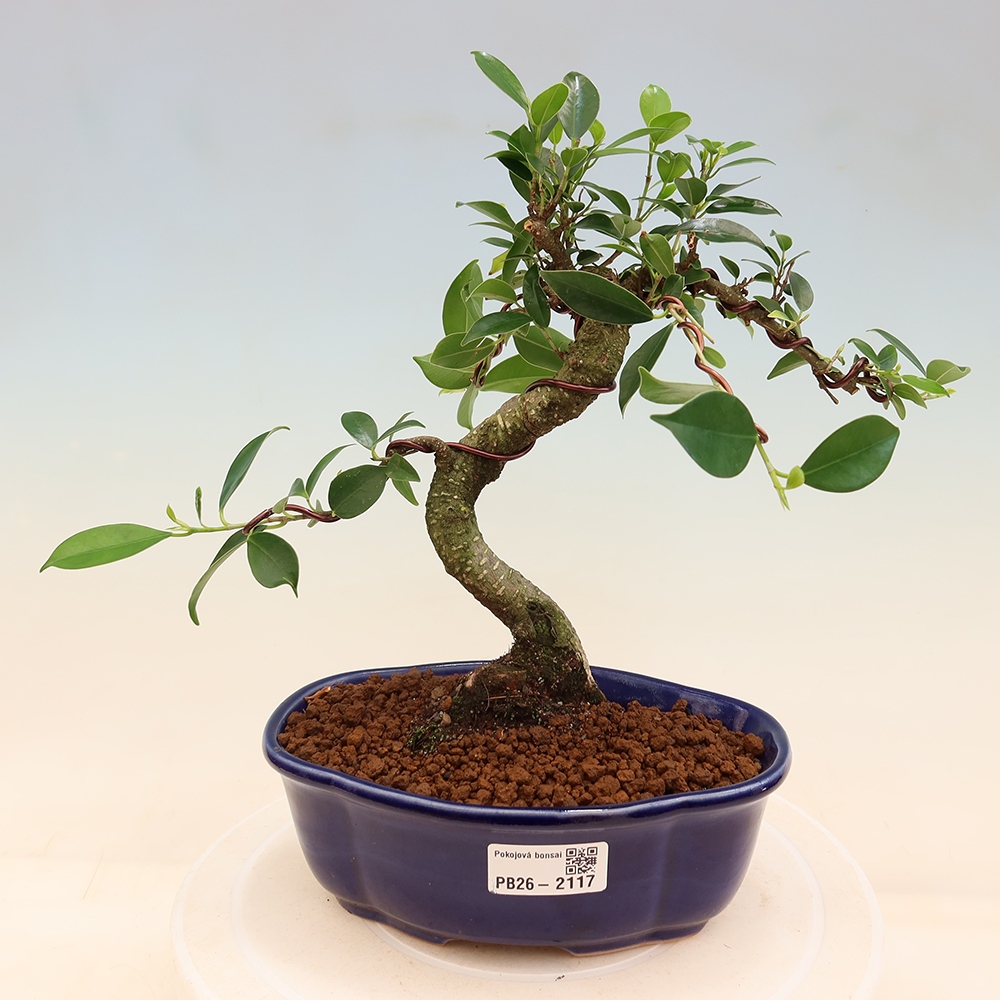 Kamerbonsai - Ficus retusa - kleinbladige ficus