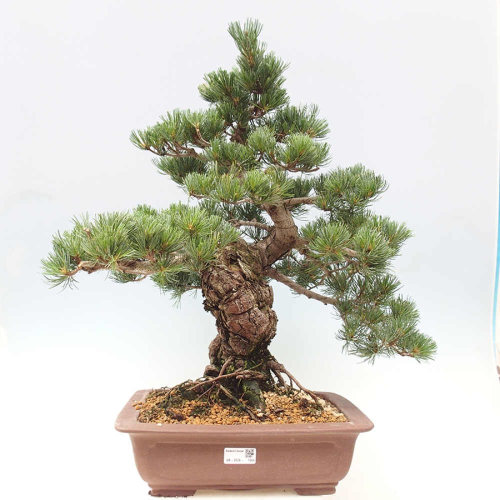 Bonsai voor buiten - Pinus parviflora - Pinus parviflora