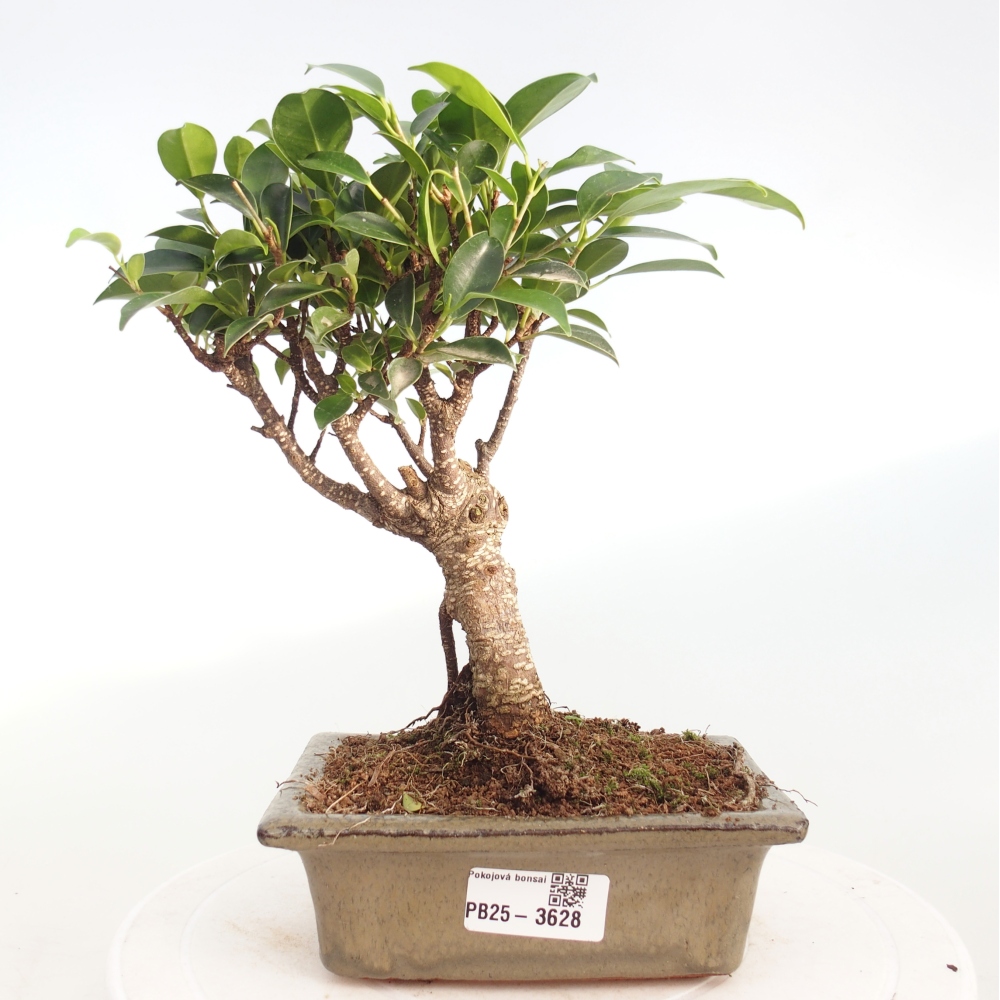Kamerbonsai - Ficus retusa - kleinbladige ficus
