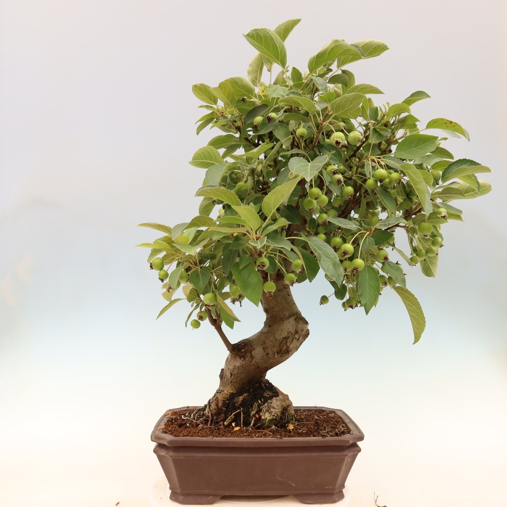 Bonsai voor buiten -Malus halliana - Appelboom met kleine vruchten