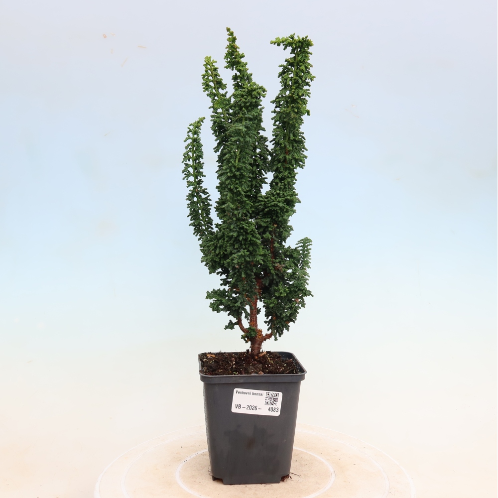 Bonsai voor buiten - Cham. obtusa SEKKA HINOKI - Cipres