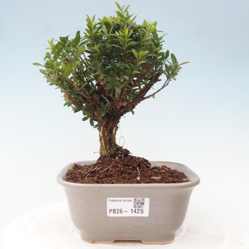 Kamerbonsai - Buxus harlandii - kurk buxus