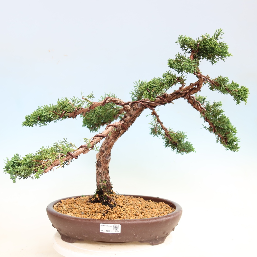 Bonsai voor buiten - Juniperus chinensis Kishu