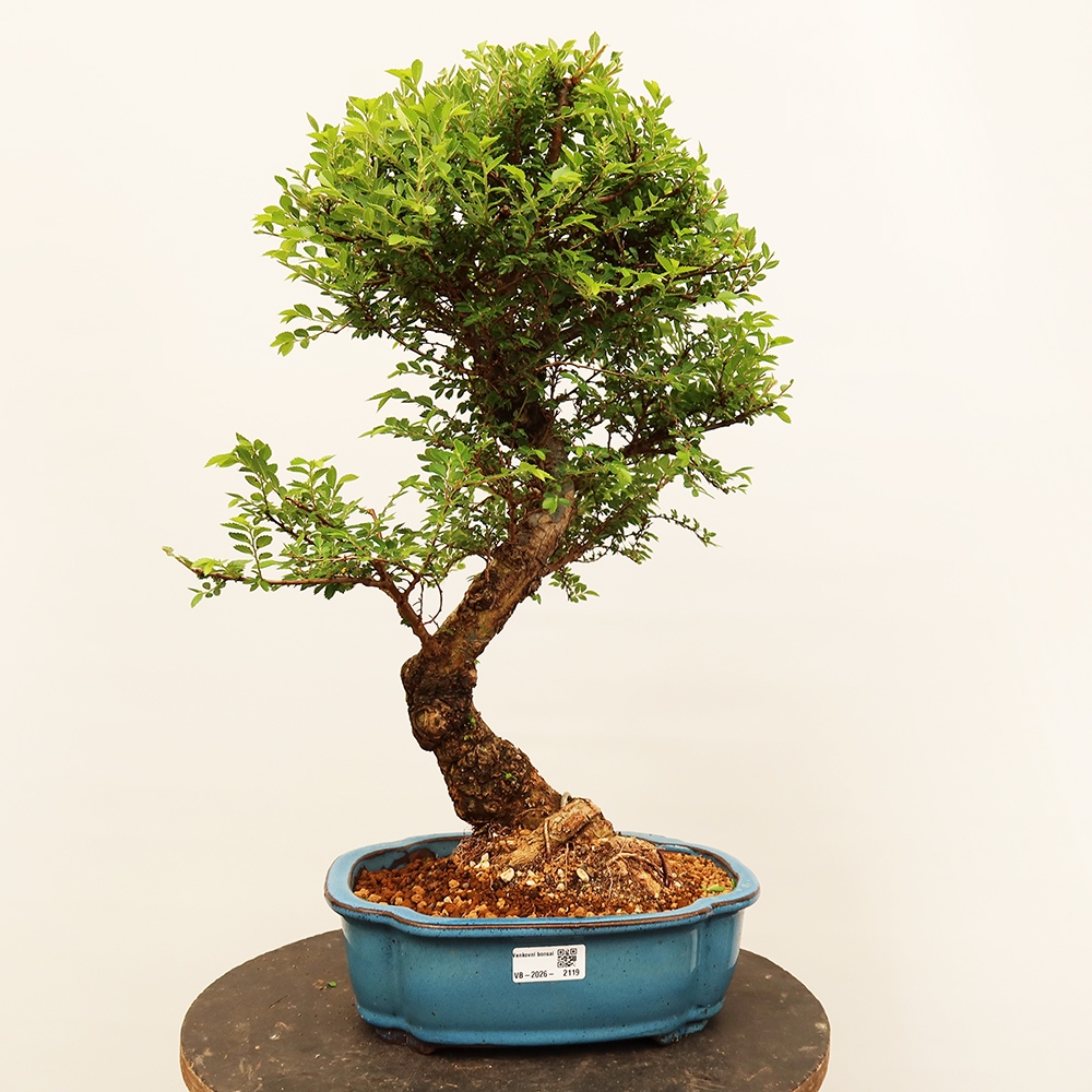 Bonsai voor buiten - Zelkova - Zelkova NIRE