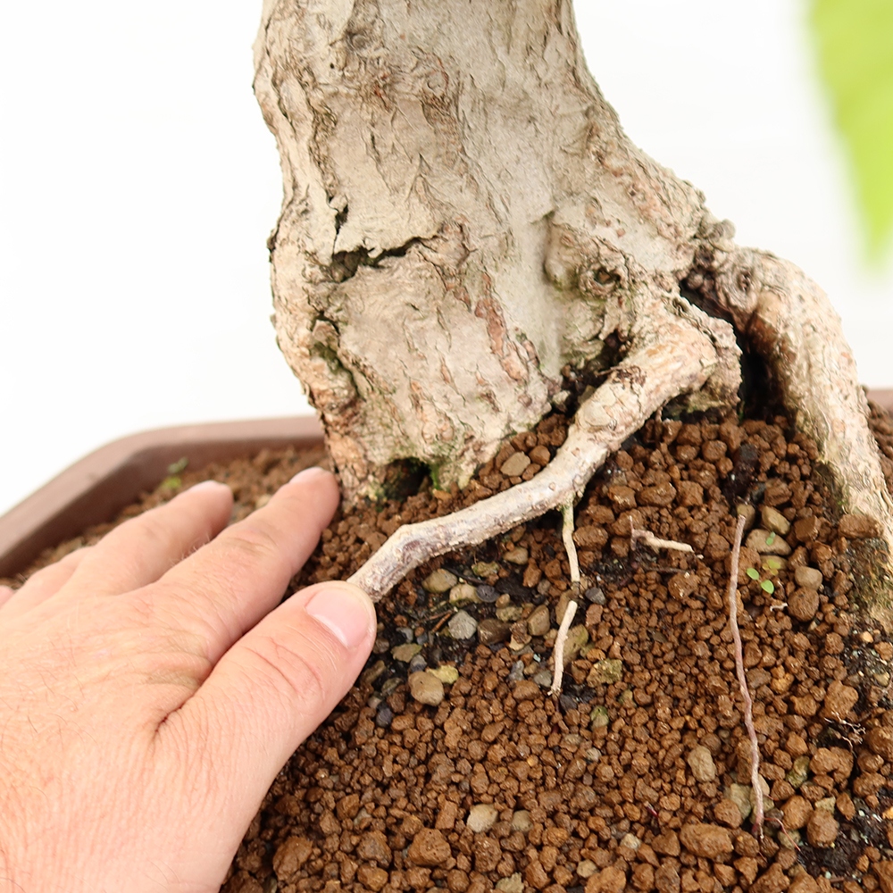 Bonsai voor buiten -Carpinus Coreana - Koreaanse haagbeuk