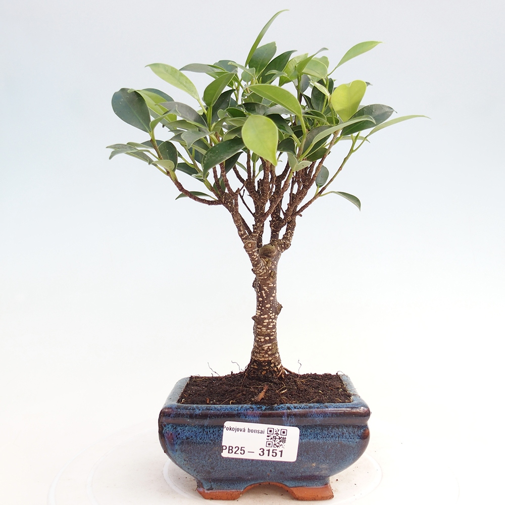 Kamer bonsai Ficus retusa kimmen