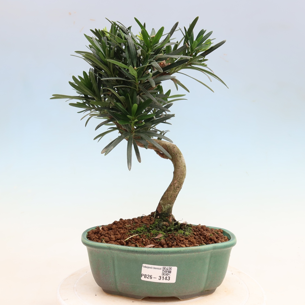 Kamerbonsai - Podocarpus - Taxus