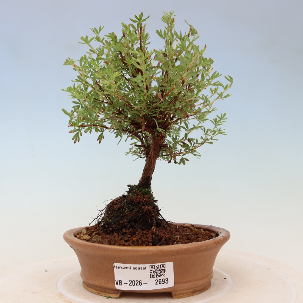 Bonsai voor buiten – Struikpotentilla – Potentilla fruticosa ‘Goldkissen’