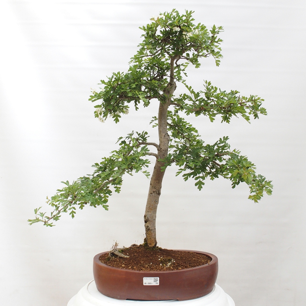 Bonsai voor buiten - Meidoorn - Crataegus monogyna