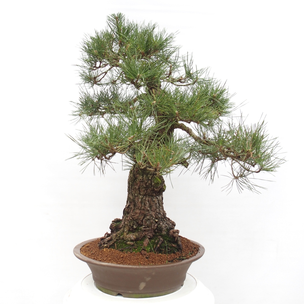 Bonsai voor buiten - Pinus thunbergii - Thunberg den