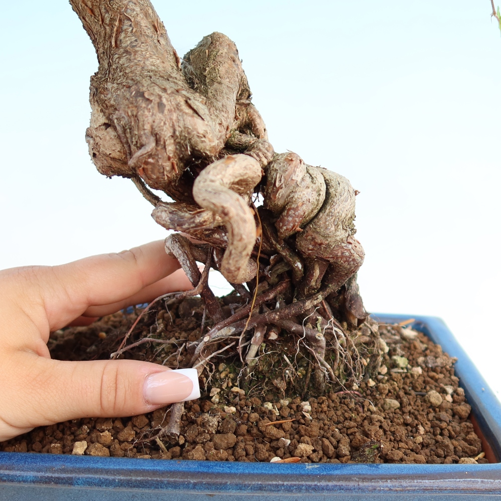 Bonsai voor buiten -Carpinus Coreana - Koreaanse haagbeuk