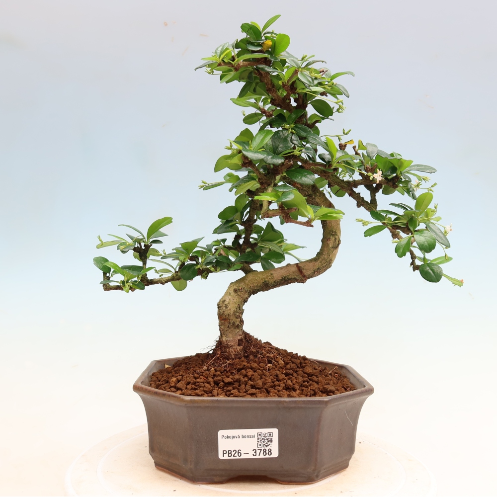 Kamerbonsai - Carmona macrophylla - Thee fuki