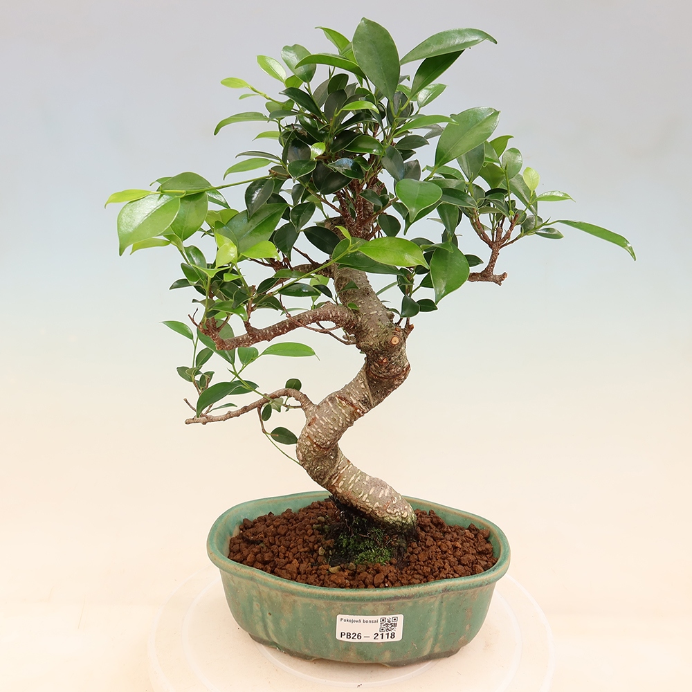 Kamerbonsai - Ficus retusa - kleinbladige ficus