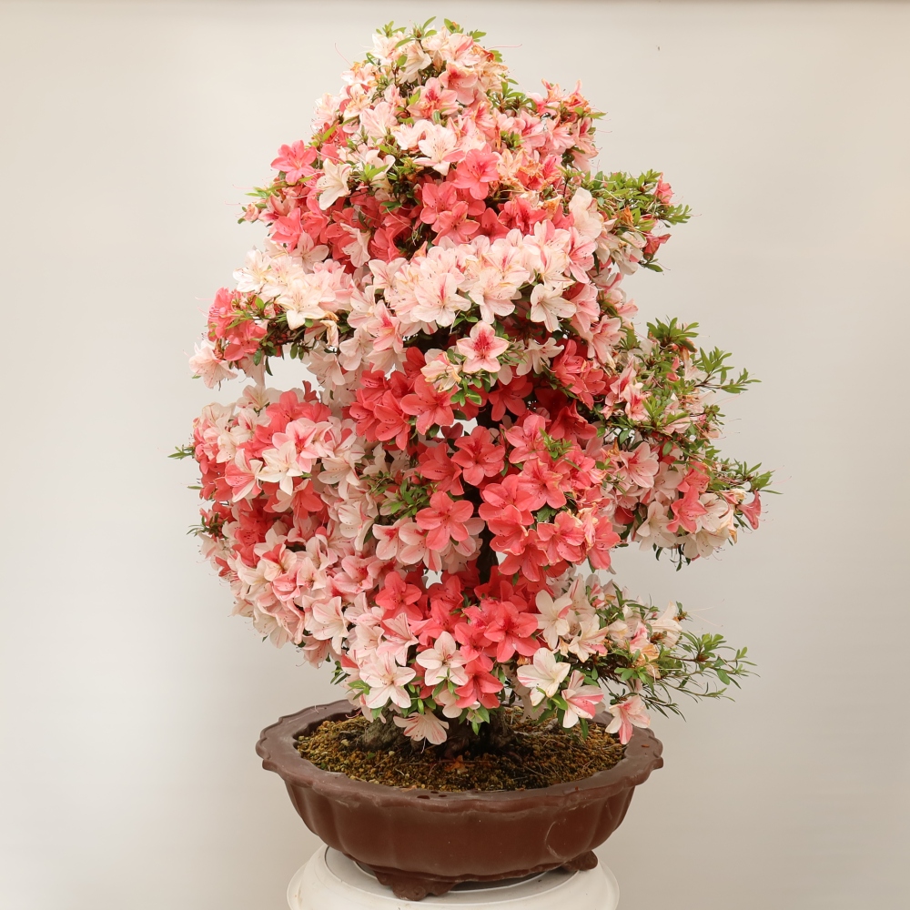 Bonsai voor buiten - Japanse azalea - Azalea Kinu-no-Hikari