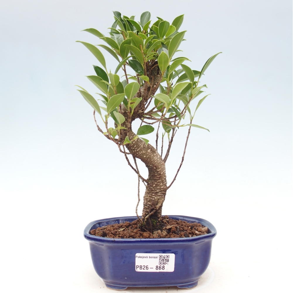 Kamerbonsai - Ficus retusa - kleinbladige ficus