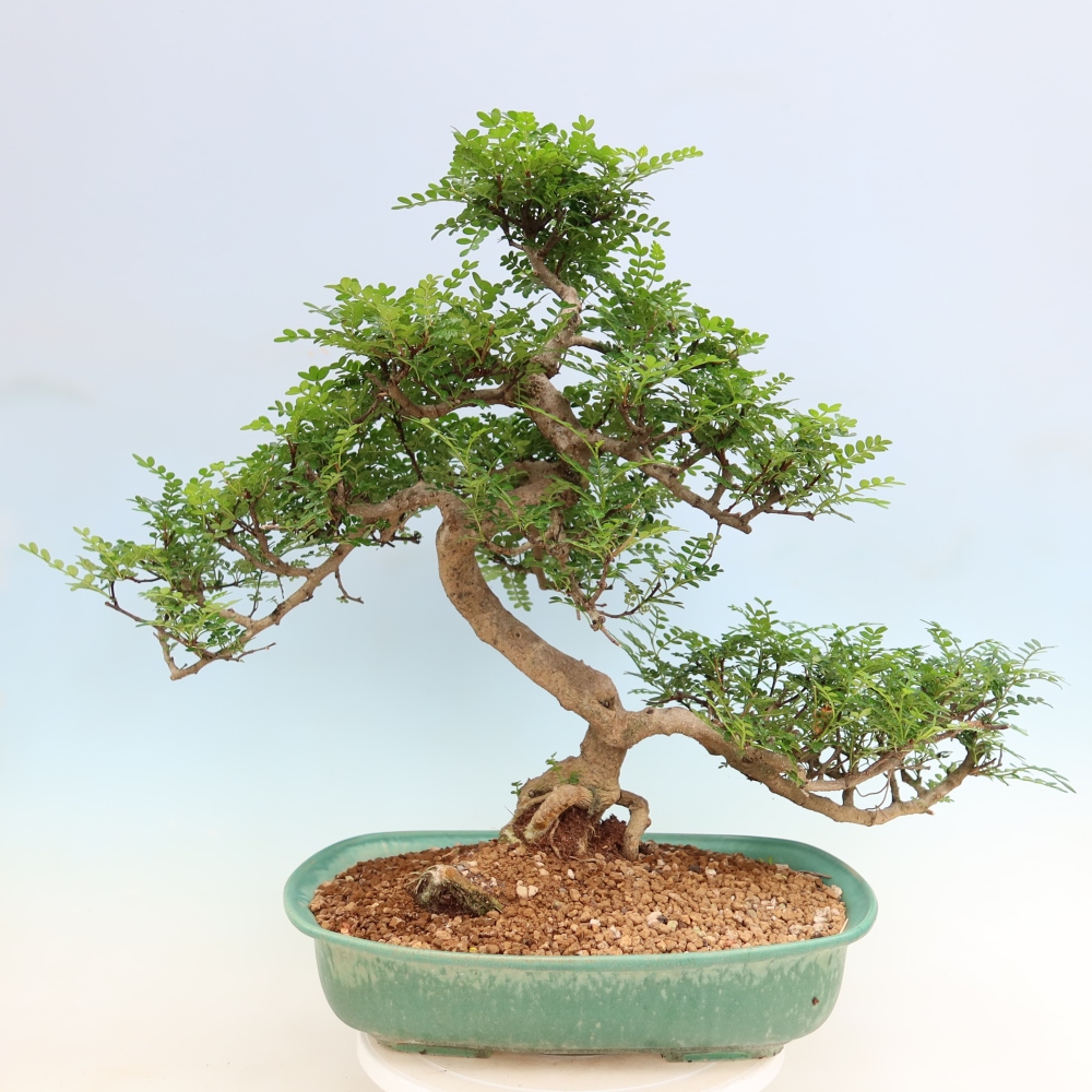 Kamerbonsai - Zantoxylum piperitum - peperboom