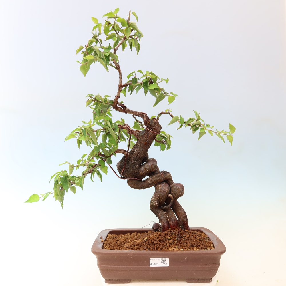 Bonsai voor buiten – Japanse abrikoos – Prunus Mume