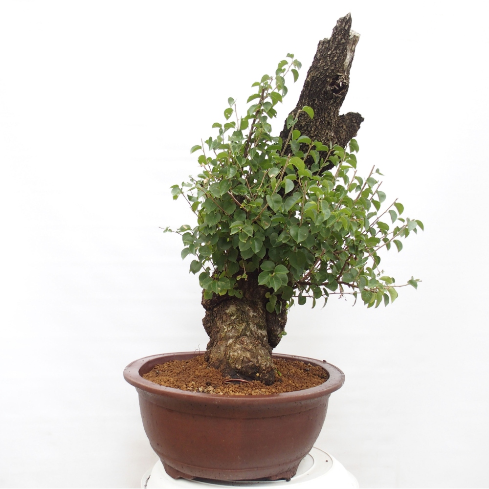 Bonsai voor buiten - Mahalebka - Prunus mahaleb