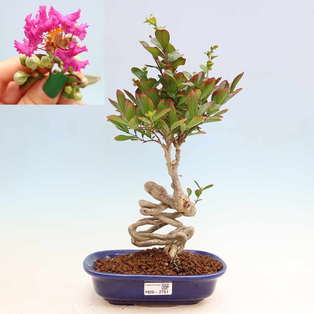 Kamerbonsai - Lagerstroemia indica - Indische seringenboom