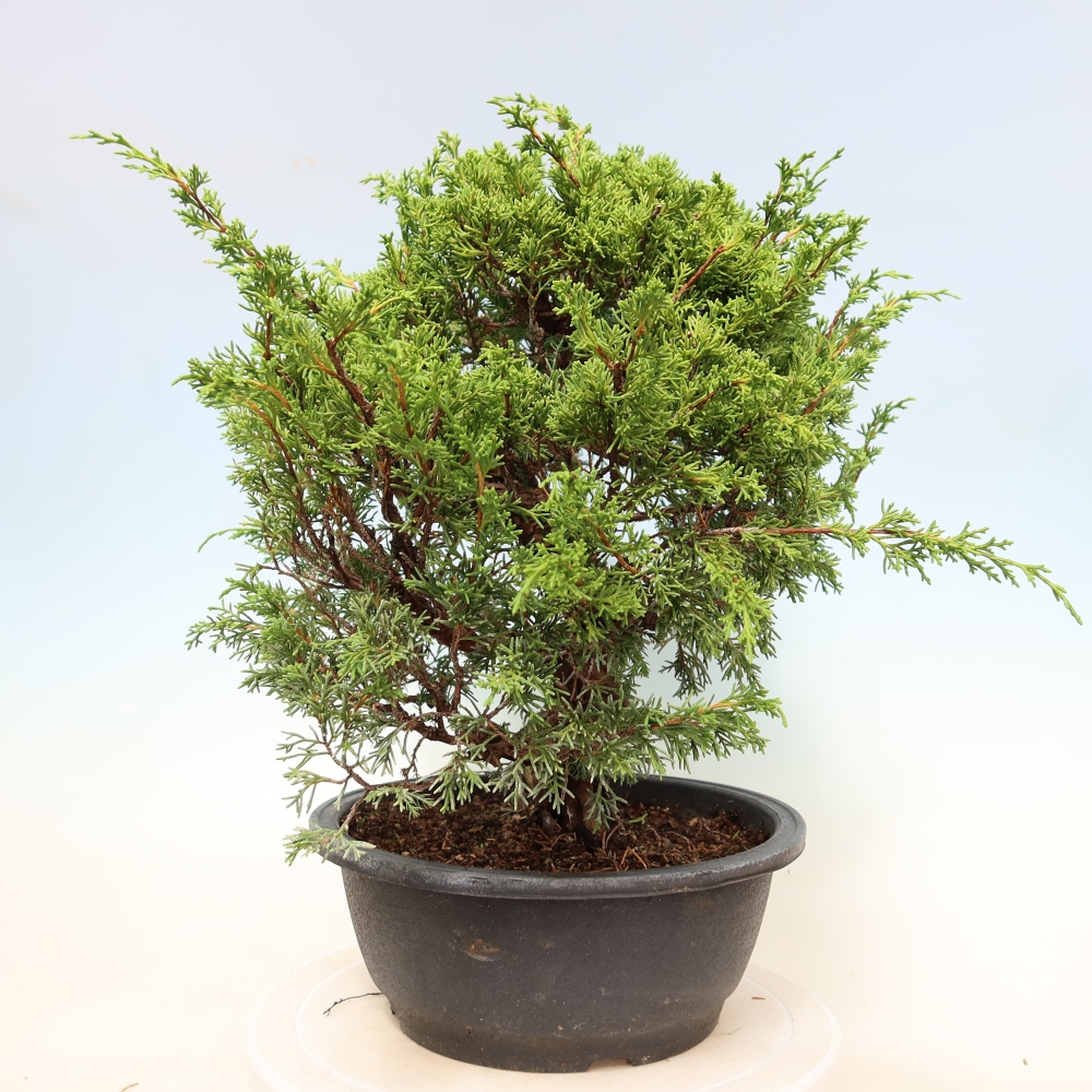 Bonsai voor buiten - Juniperus chinensis Itoigawa-Juniperus chinensis