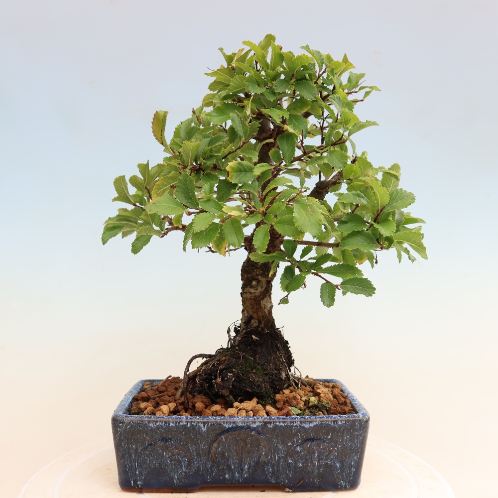 Bonsai voor buiten - Zelkova - Zelkova NIRE