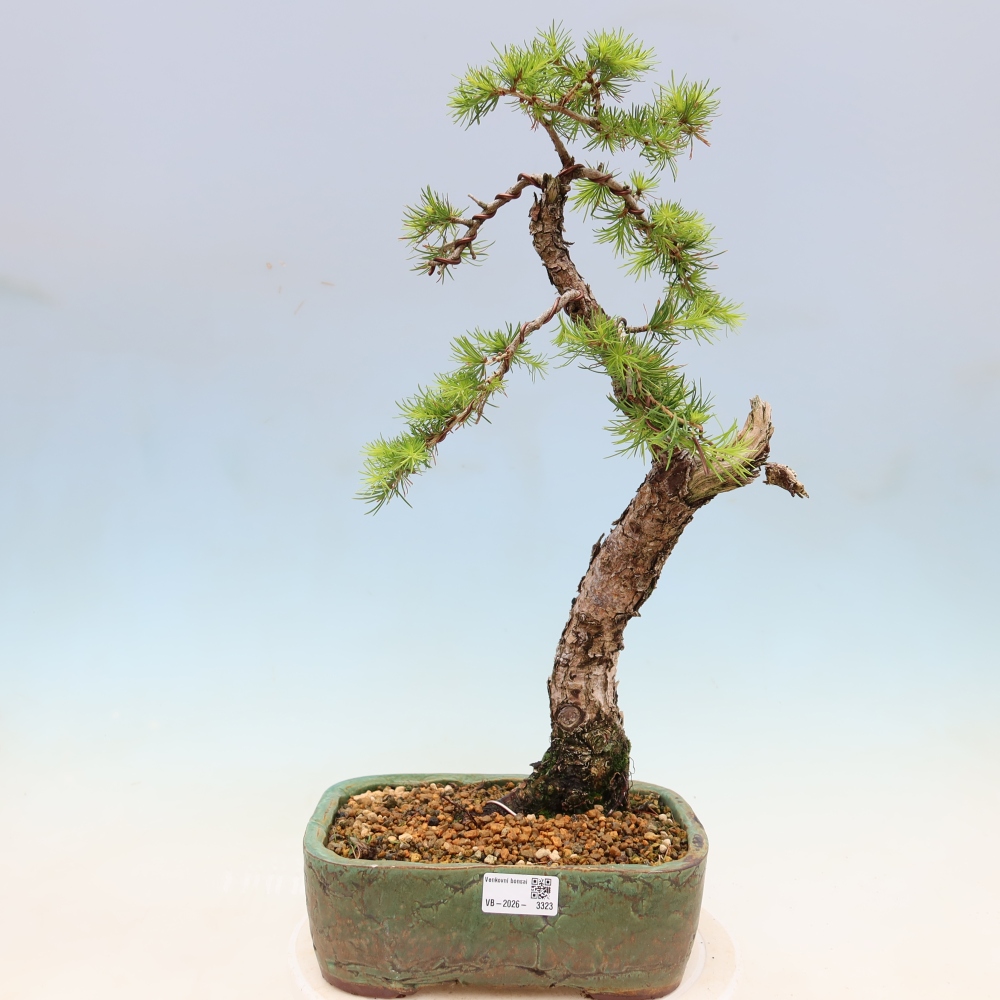 Bonsai voor buiten -Larix decidua - Lariks