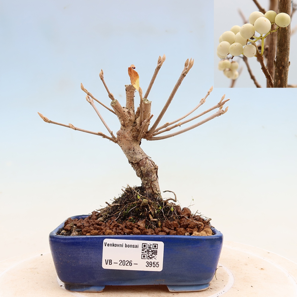 Bonsai voor buiten -  Callicarpa bodinieri Snowqueen - Sneeuwbessenboom