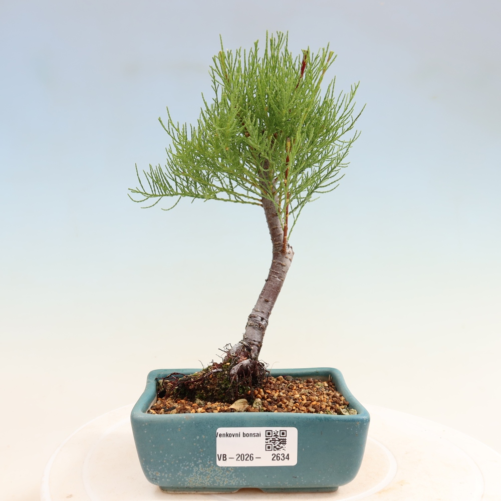 Bonsai voor buiten - Tamarisk - Tamarix
