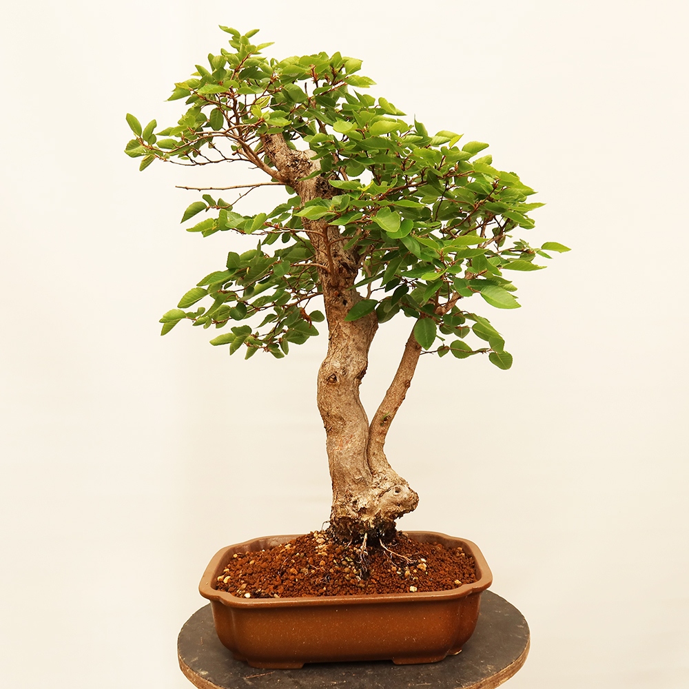 Bonsai voor buiten -Carpinus Coreana - Koreaanse haagbeuk