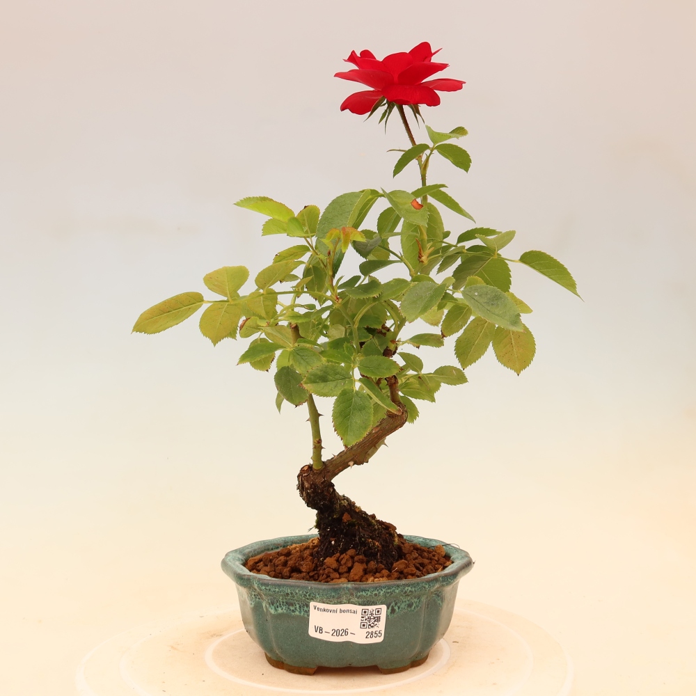 Bonsai voor buiten - Rosa Kordes - roos