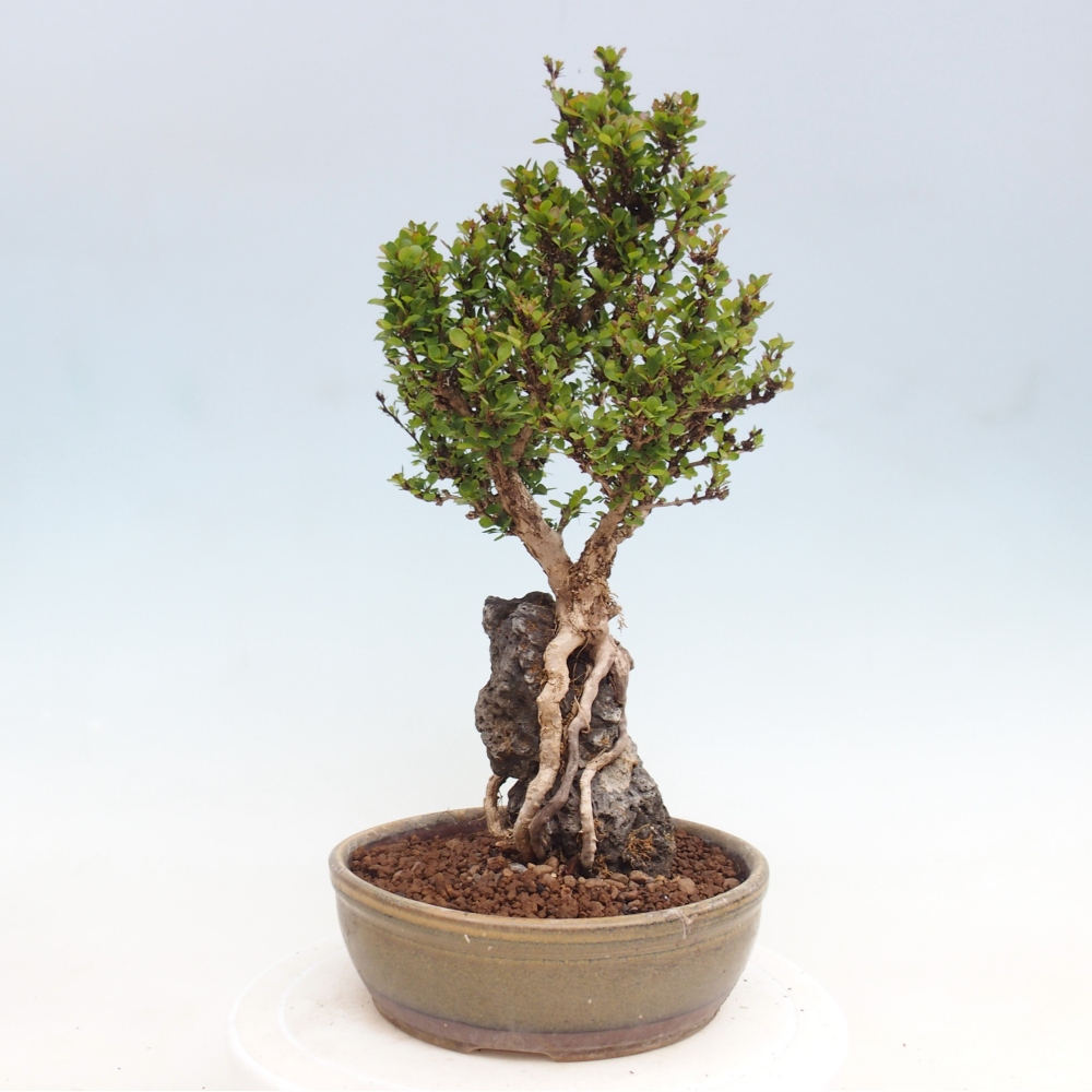 Bonsai voor buiten - Berberis coreana