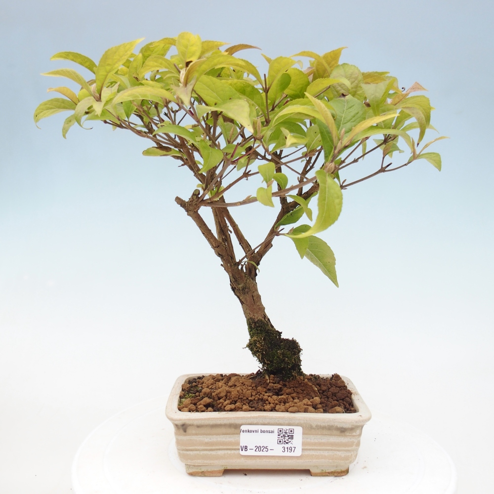 Bonsai voor buiten - Callicarpa japonica