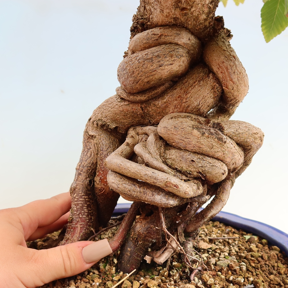 Bonsai voor buiten -Carpinus CARPINOIDES - Koreaanse haagbeuk