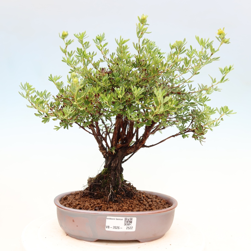 Bonsai voor buiten - Potentila fruticosa