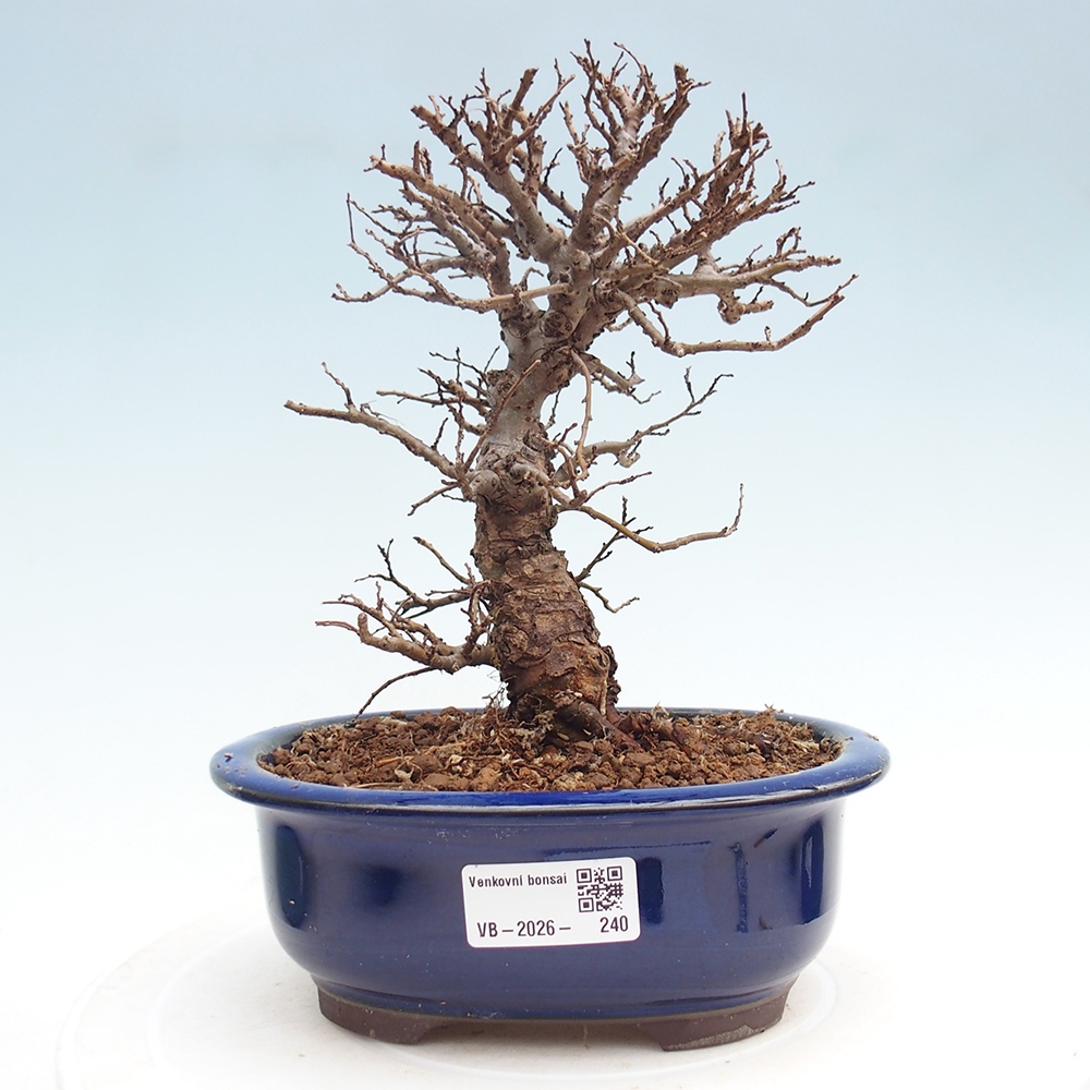 Bonsai voor buiten - Zelkova - Zelkova NIRE