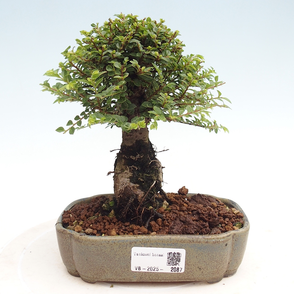 Bonsai voor buiten - Ulmus parvifolia Hokkaido - Chinese iep