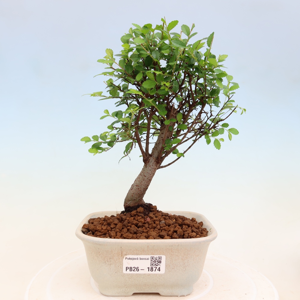 Kamerbonsai - Ulmus parvifolia - Winteriep