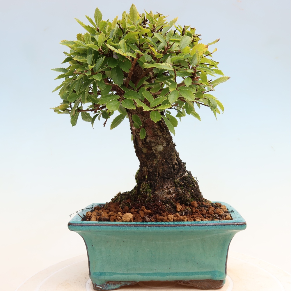 Bonsai voor buiten - Zelkova - Zelkova NIRE