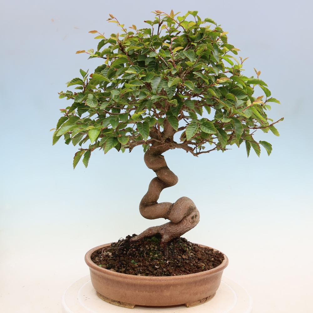 Bonsai voor buiten -Carpinus Coreana - Koreaanse haagbeuk