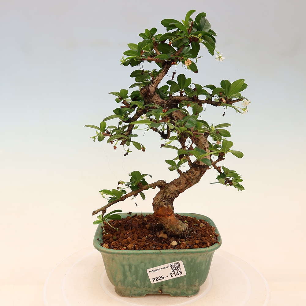 Kamerbonsai - Carmona macrophylla - Thee fuki