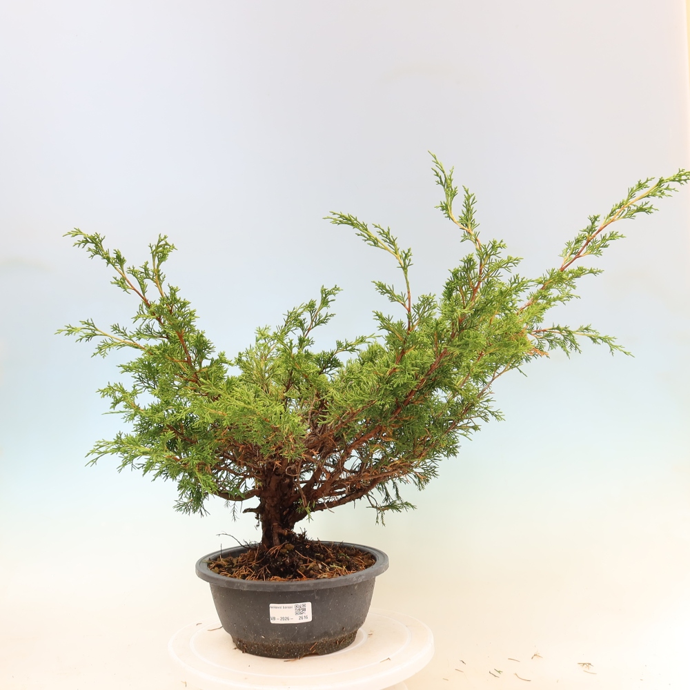 Bonsai voor buiten - Juniperus chinensis Itoigawa