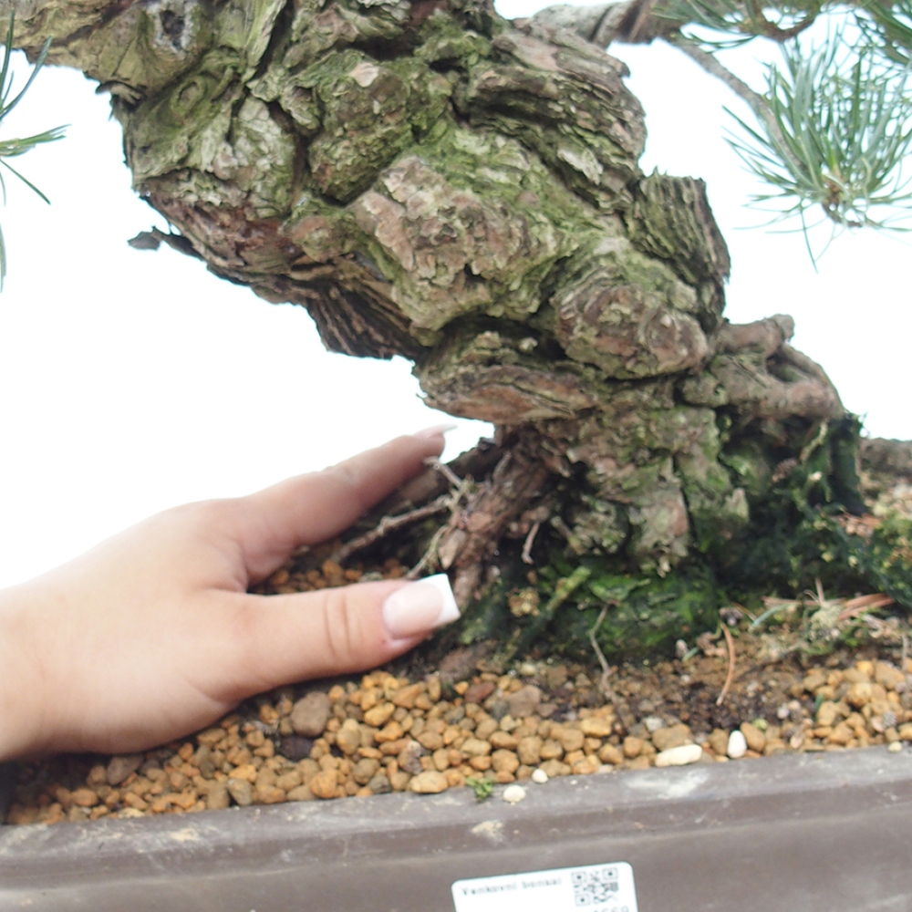 Bonsai voor buiten - Pinus parviflora - Pinus parviflora