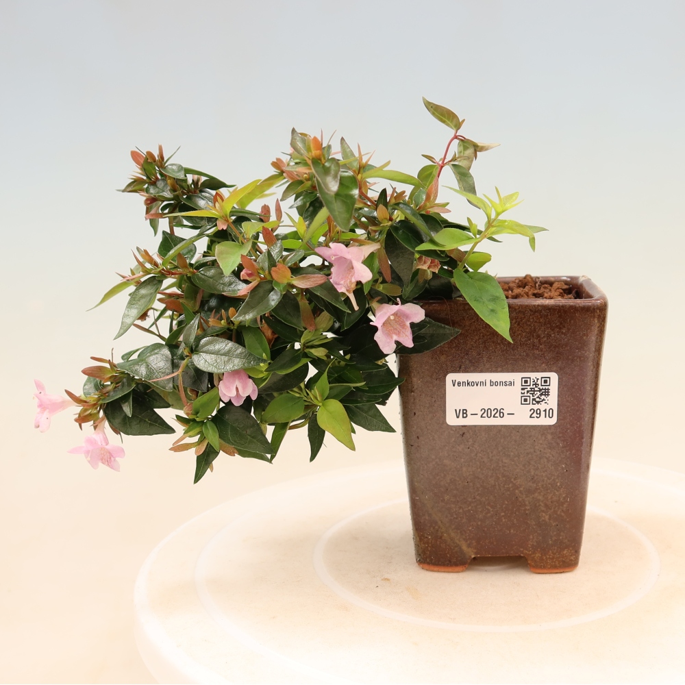 Buitenbonsai - Abelia Edward Goucher - Grootbloemige abelia