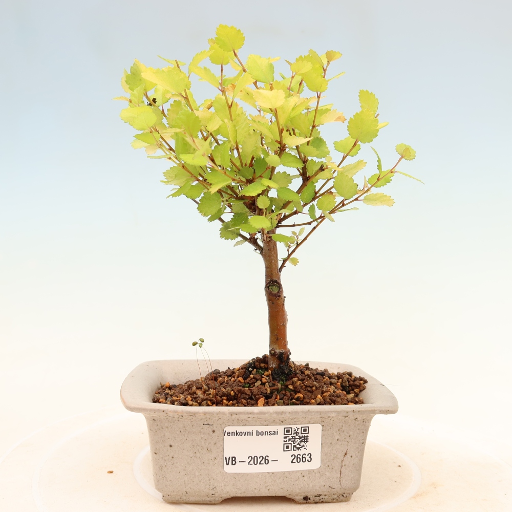 Buitenbonsai - dwergberk - Betula NANA Golden Treasure