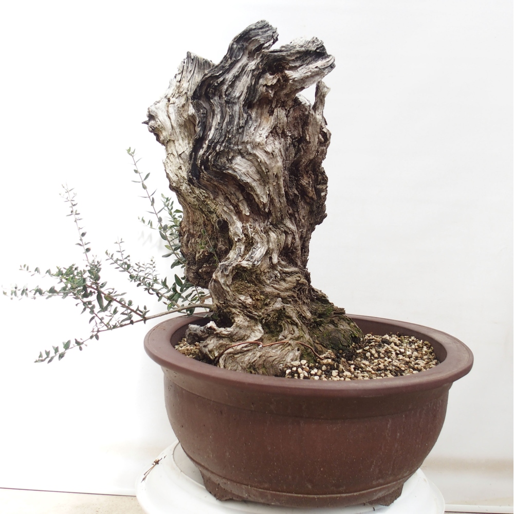Bonsai voor binnen - Olea europaea sylvestris