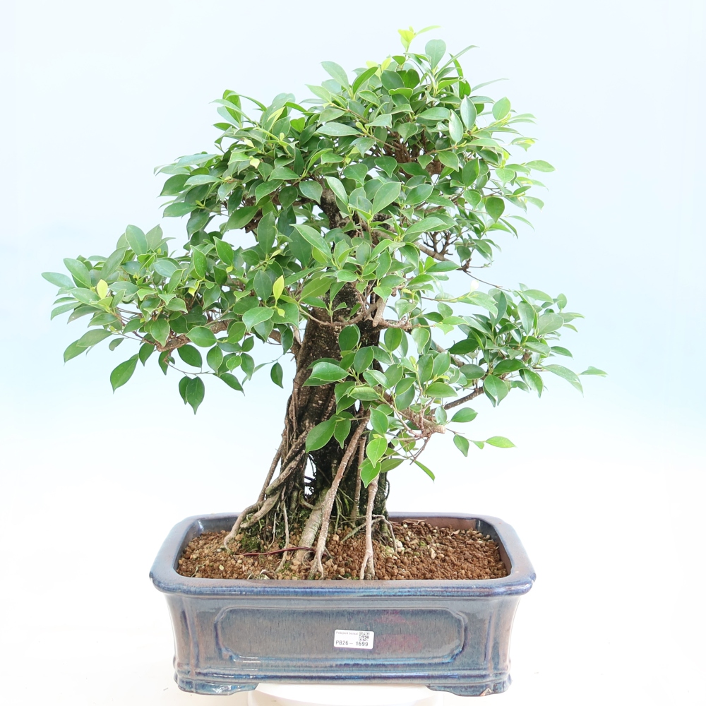 Kamerbonsai - Ficus kimmen - kleinbladige ficus
