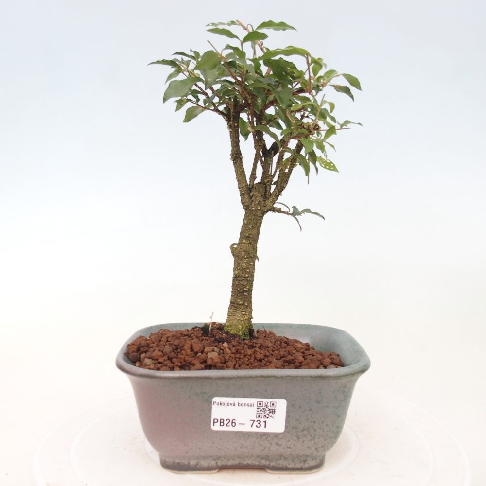 Kamerbonsai - Malpighia coccigera- Barbdor Kers
