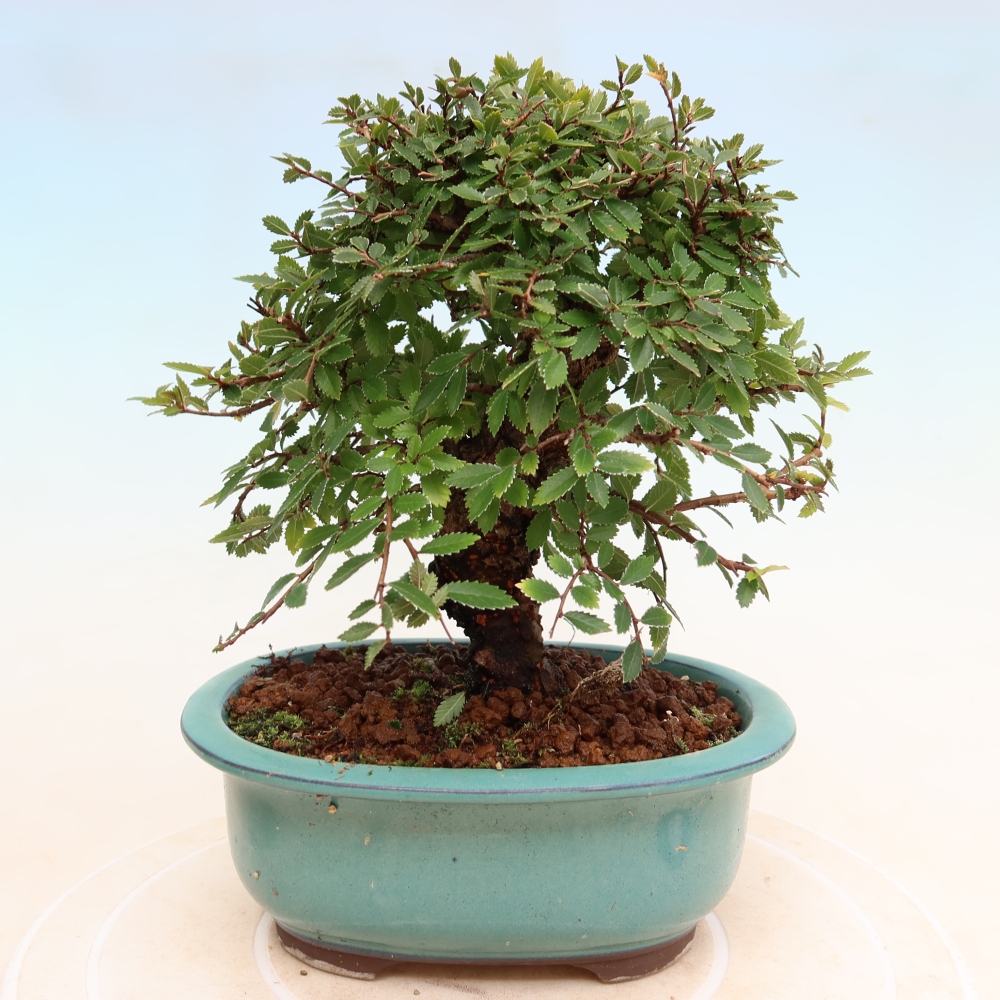 Bonsai voor buiten - Zelkova - Zelkova NIRE