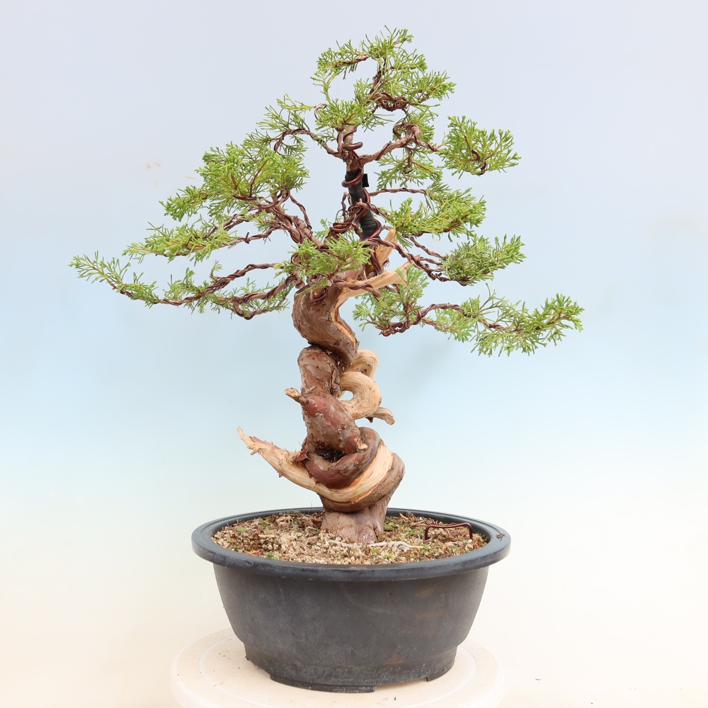 Bonsai voor buiten - Juniperus chinensis Itoigawa-Juniperus chinensis